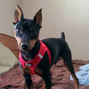 Meet your Posher, Noe